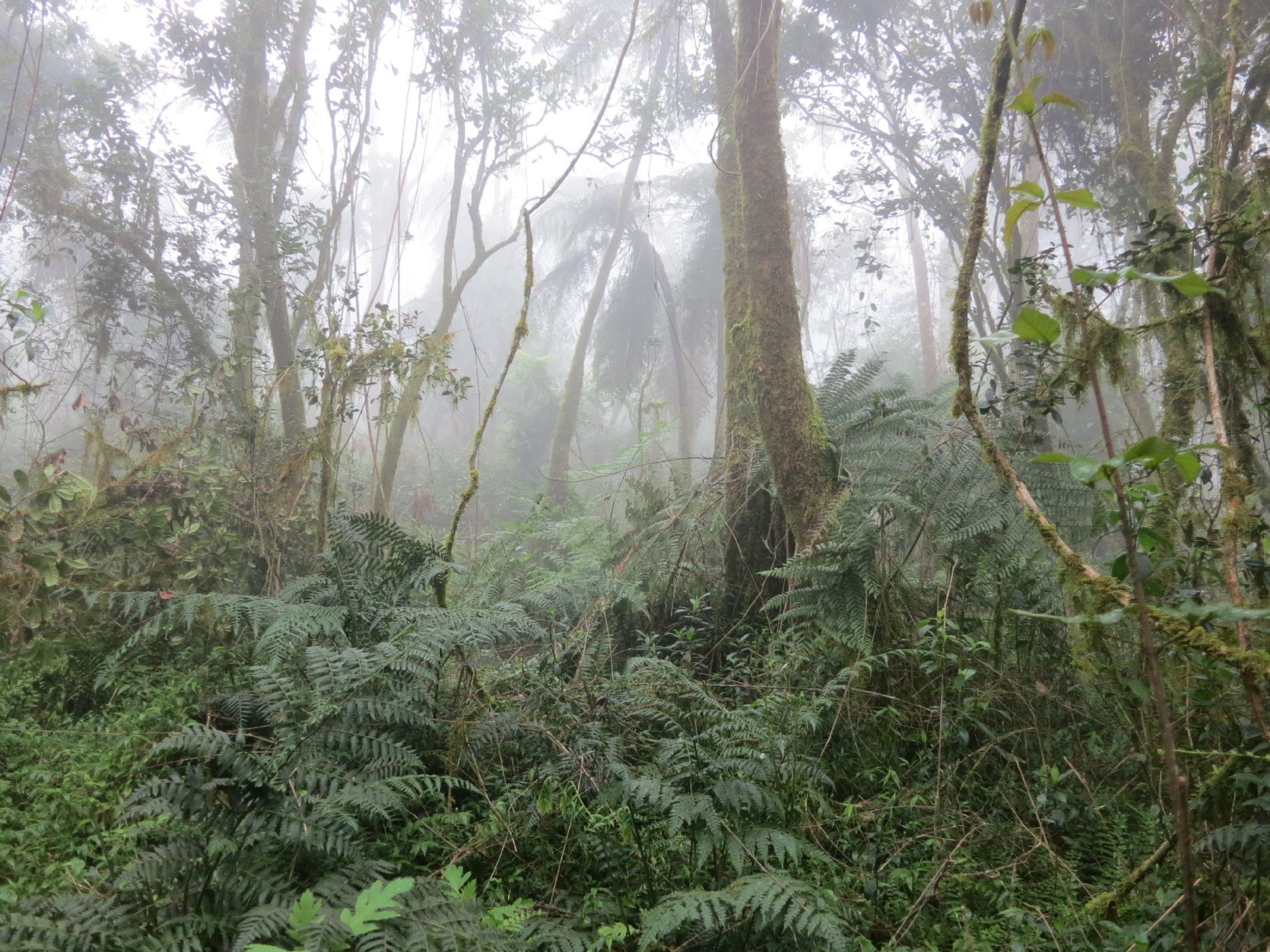 Bosque de helechos