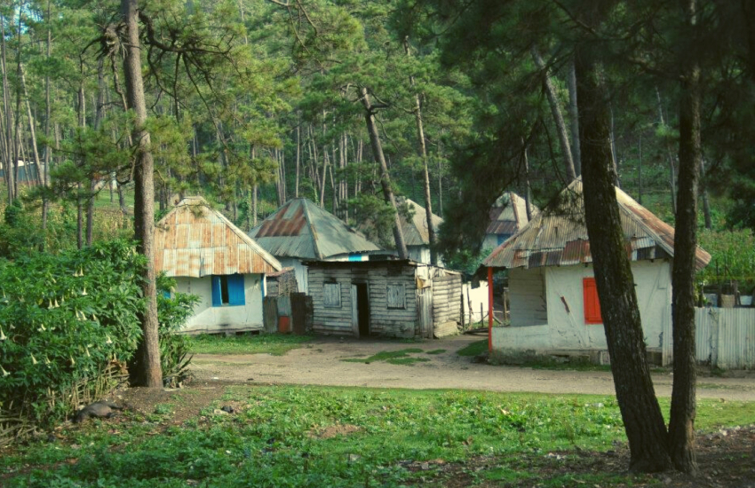 Bosque de pinos, Hait