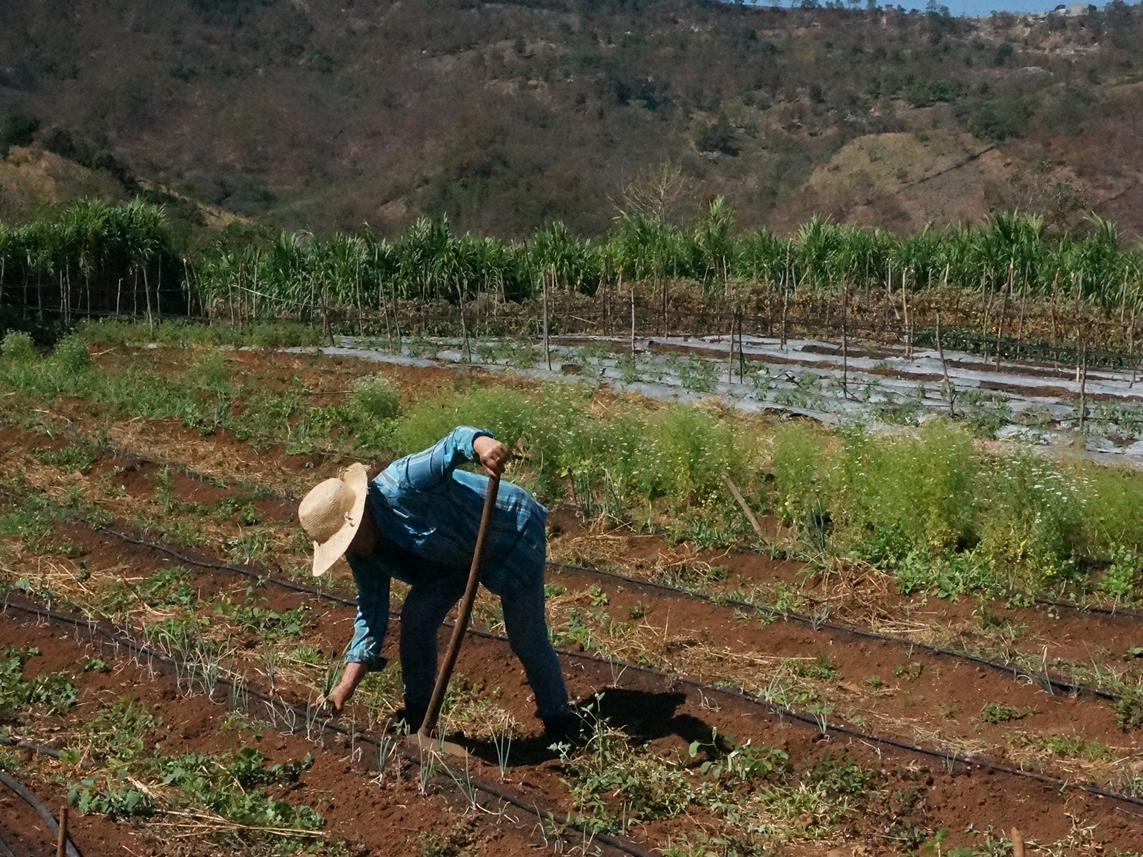 Ensayo de Cultivo de Chia y Soya_ Honduras _2018