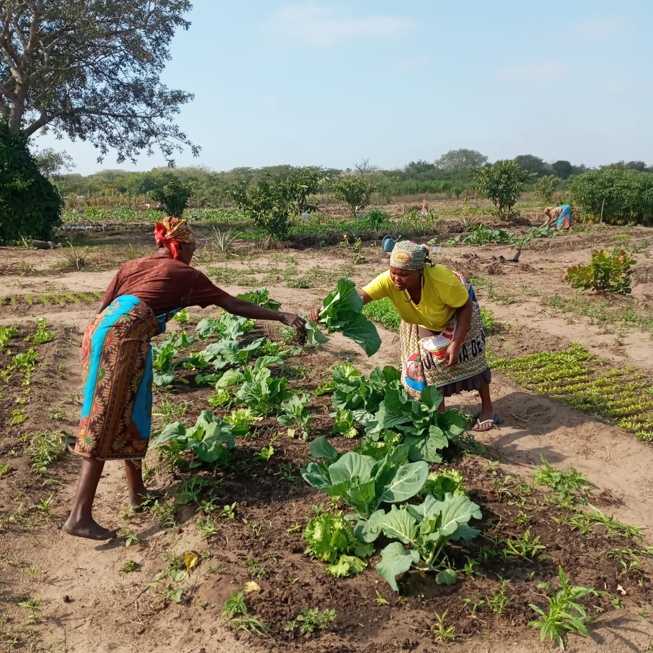 Cesal Maputo