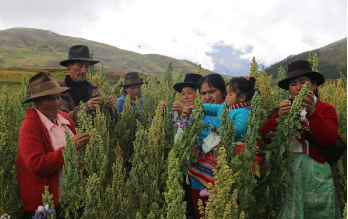 Sistematizacin del modelo de intervencin de CESAL en la mejora de las condiciones socioeconmicas de las familias vinculadas a la cadena de valor de la quinua en el sur del Per (Corredor Apurmac - Cusco)
