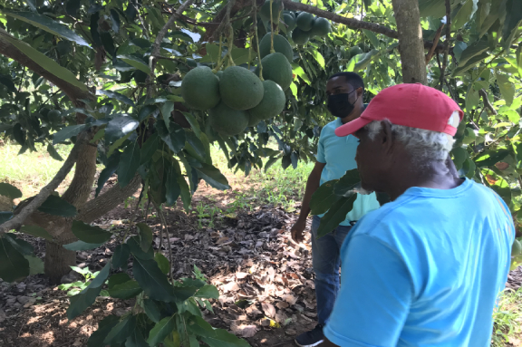 Siembra de aguacate en Puerto Escondido