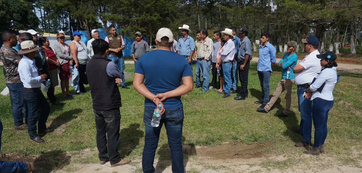 Gira de experiencias en cultivo de aguacate hass_occidente_Honduras_2018
