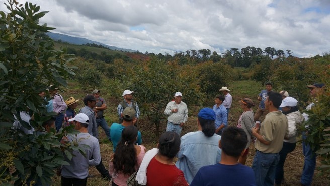 Gira de experiencias en cultivo de aguacate hass_occidente_Honduras_2018