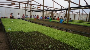 Capacitación a 27 productores en occidente de Honduras_2018